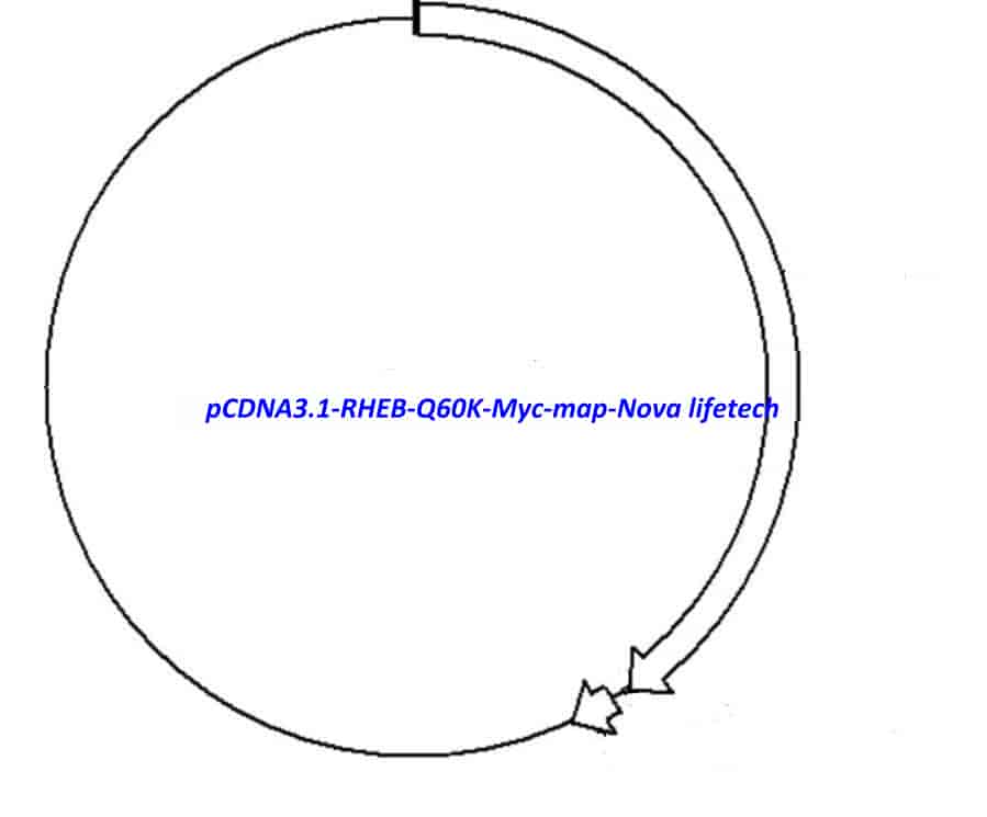 pCDNA3.1- RHEB- Q60K- Myc