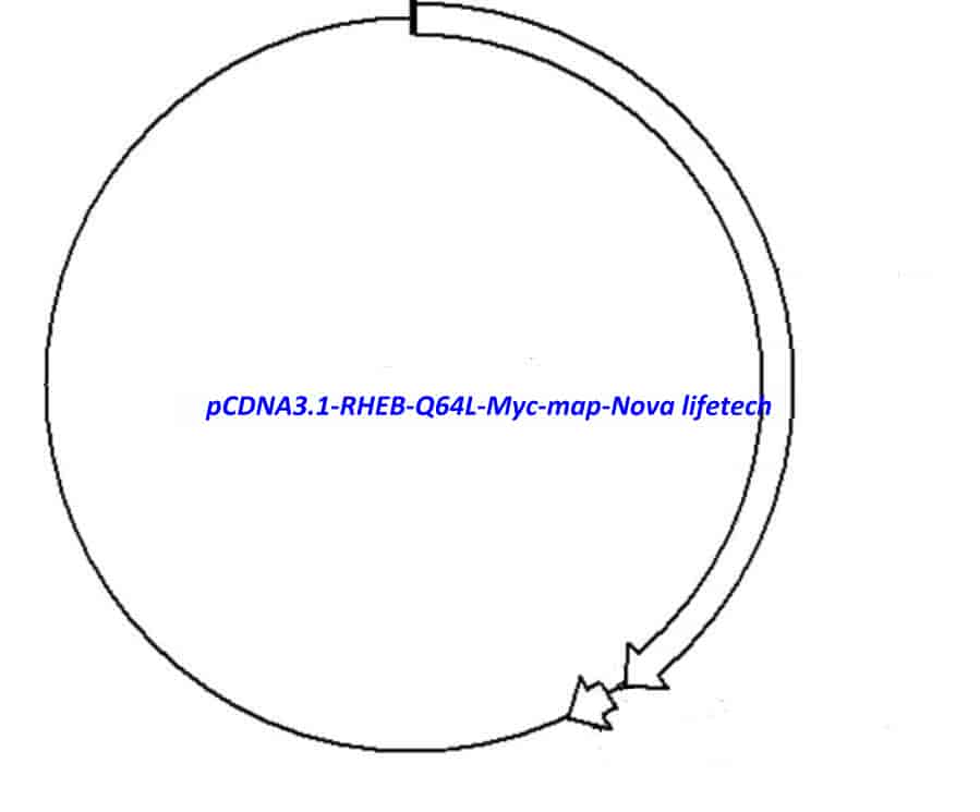 pCDNA3.1- RHEB- Q64L- Myc