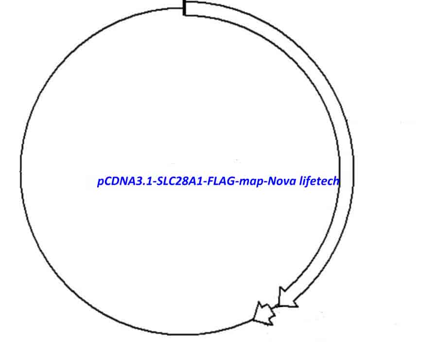 pCDNA3.1-SLC28A1-FLAG - Click Image to Close