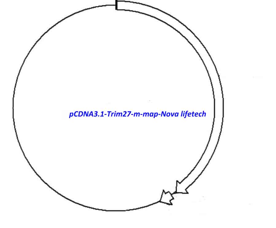 pCDNA3.1-Trim27-m - Click Image to Close