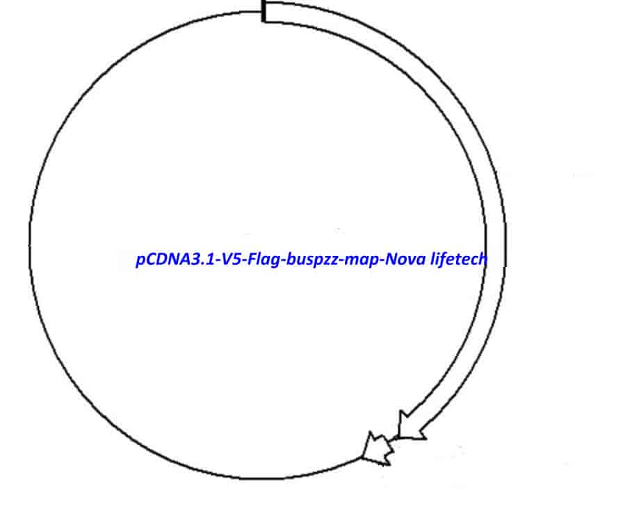 pCDNA3.1- V5- Flag- buspzz Plasmid - Click Image to Close