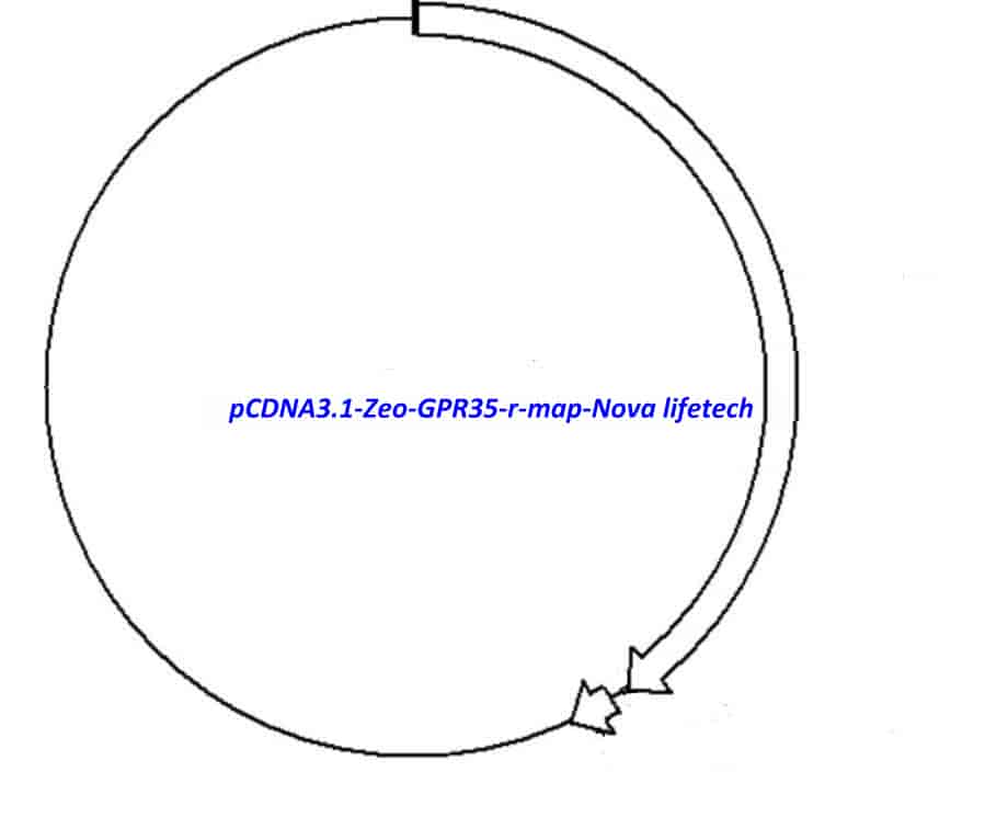pCDNA3.1- Zeo- GPR35- r