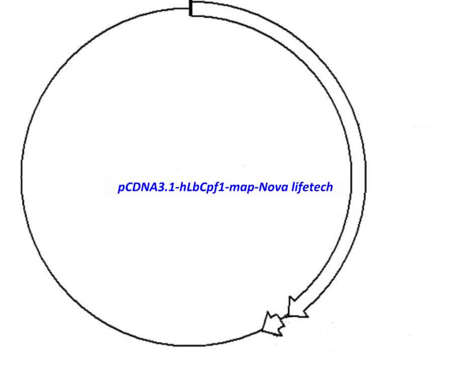 pCDNA3.1- hLbCpf1 Plasmid - Click Image to Close