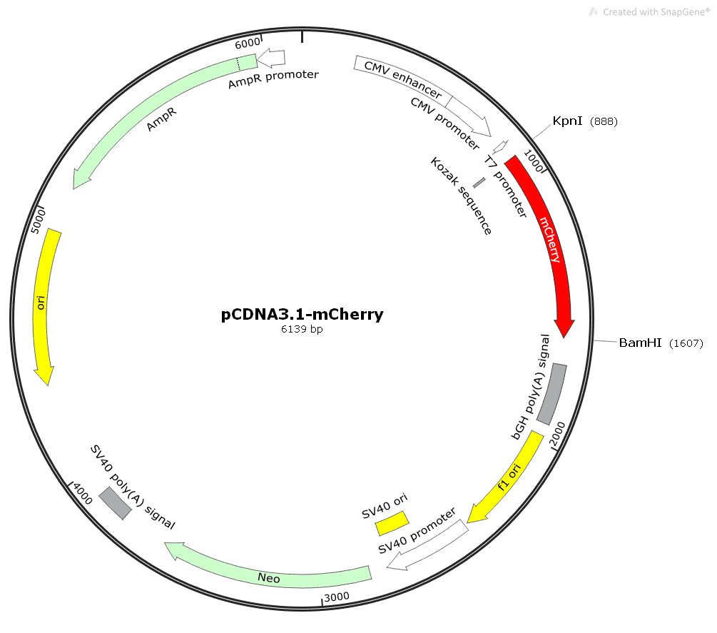 pCDNA3.1- mCherry - Click Image to Close