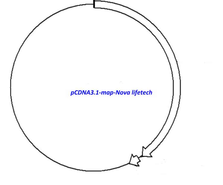 pCDNA3.1 (- ) Plasmid - Click Image to Close