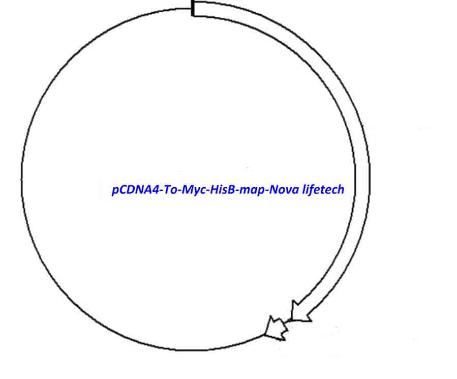 pCDNA4- To- Myc- HisB