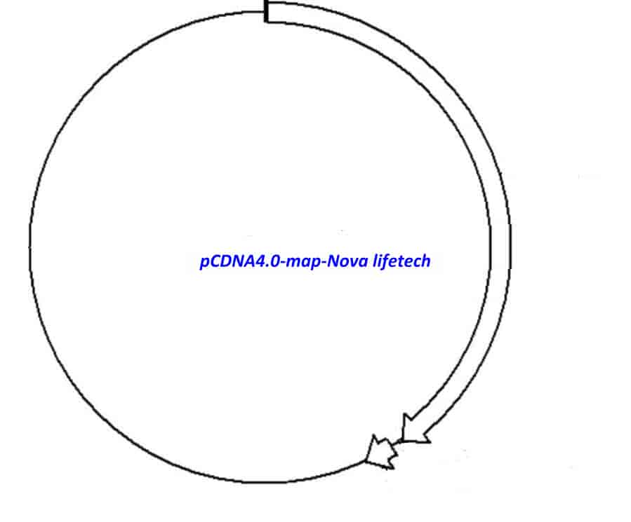 pCDNA4.0 Plasmid - Click Image to Close