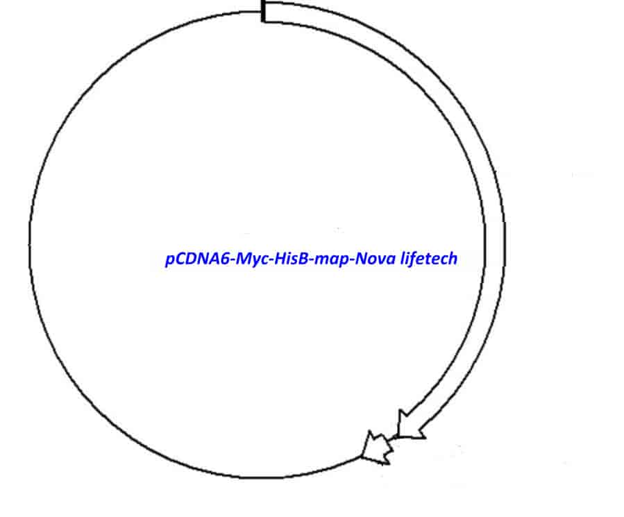 pCDNA6- Myc- HisB Plasmid