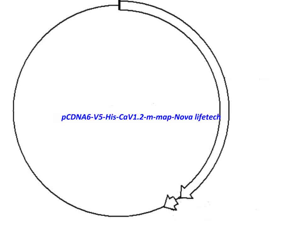 pCDNA6- V5- His- CaV1.2- m
