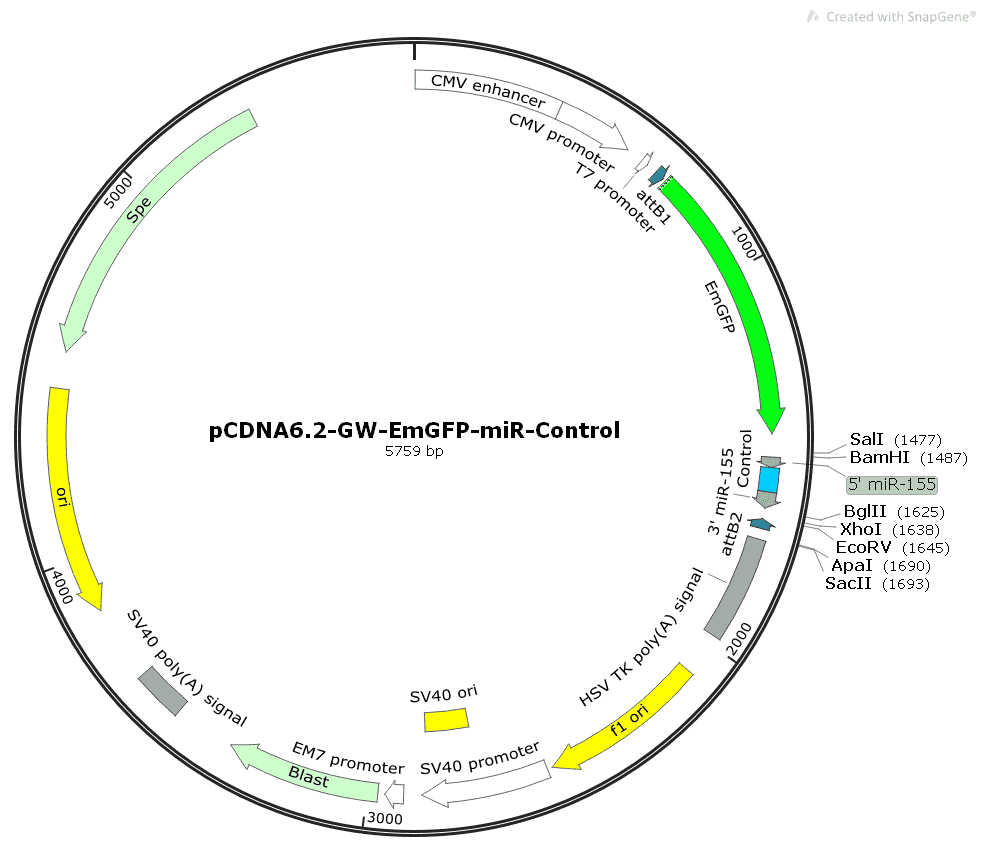 pCDNA6.2- GW- EmGFP- miR- Control