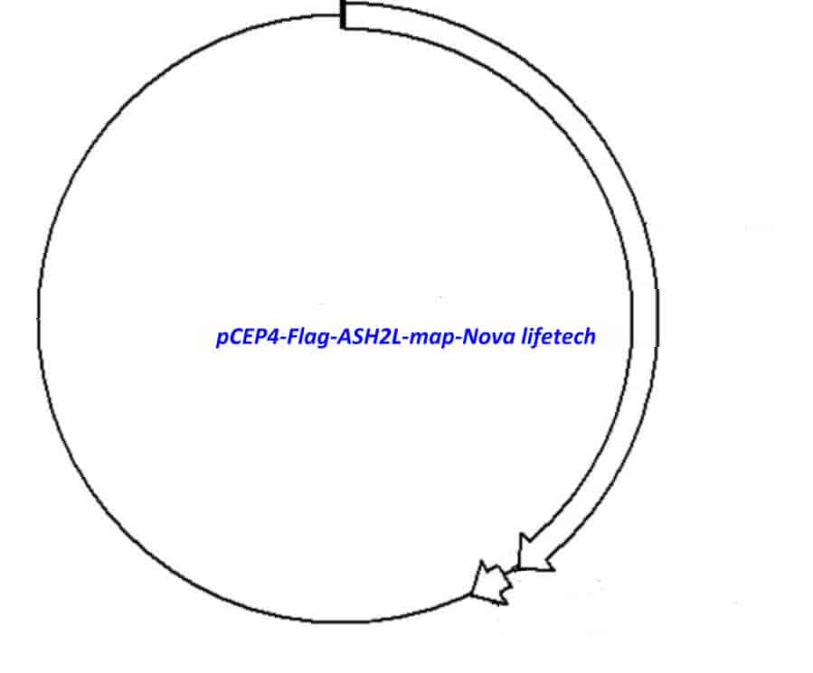 pCEP4-Flag-ASH2L Plasmid