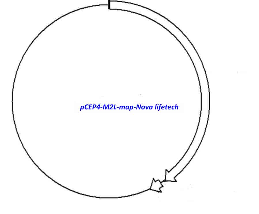 pCEP4- M2L - Click Image to Close