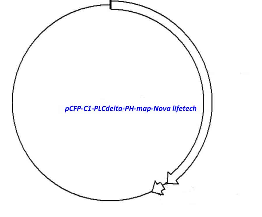 pCFP- C1- PLCdelta- PH - Click Image to Close