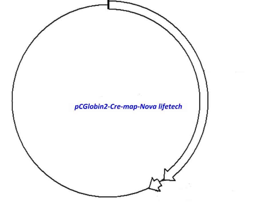 pCGlobin2- Cre Plasmid - Click Image to Close
