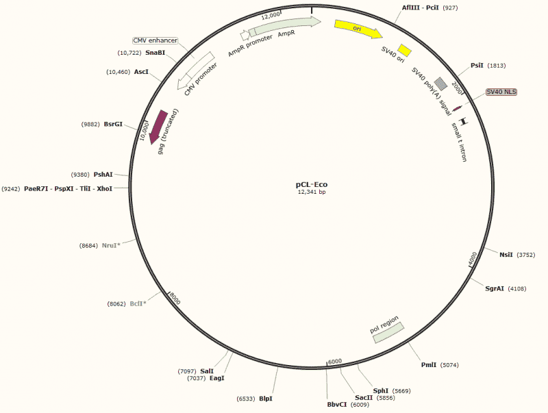 pCL- Eco Plasmid - Click Image to Close