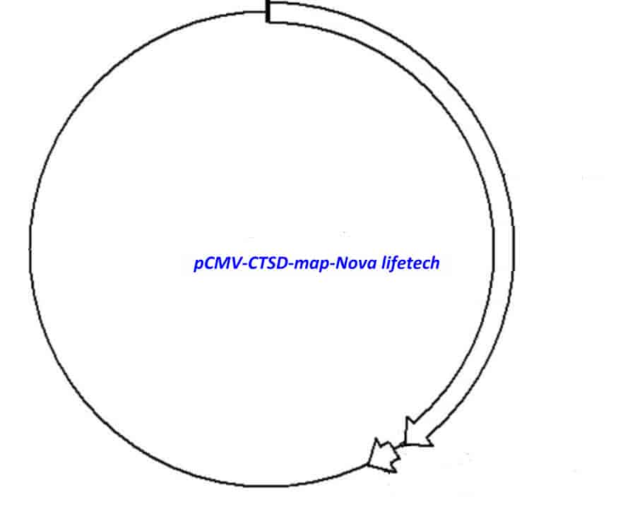 pCMV- CTSD - Click Image to Close