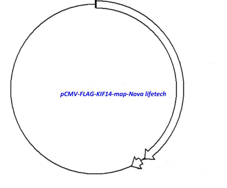 pCMV-FLAG-KIF14 Plasmid