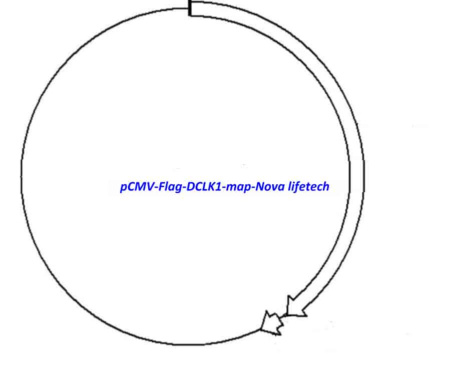 pCMV- Flag- DCLK1 Plasmid - Click Image to Close