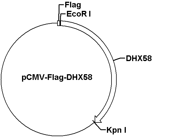 pCMV-Flag-DHX58 Plasmid