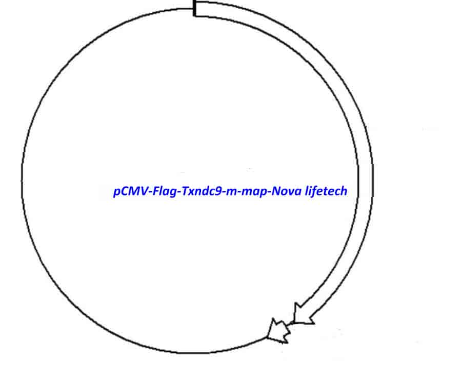 pCMV- Flag- Txndc9- m - Click Image to Close