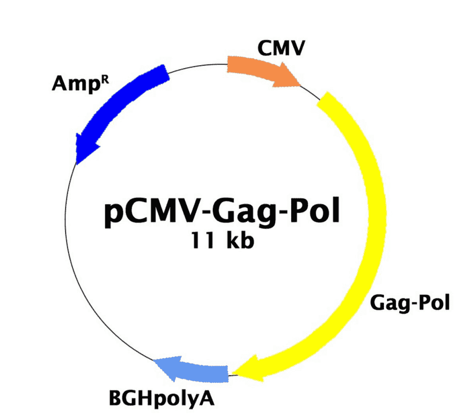 pCMV- Gag- pol - Click Image to Close