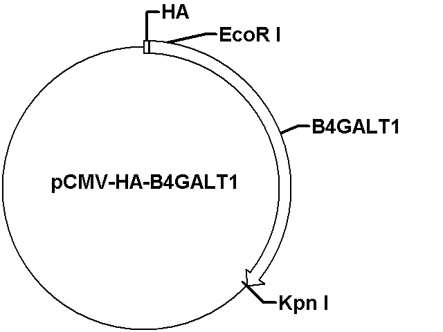 pCMV-HA-B4GALT1 Plasmid - Click Image to Close