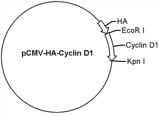 pCMV-HA-Cyclin D1 Plasmid - Click Image to Close