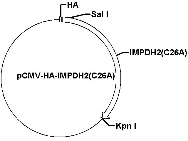 pCMV-HA-IMPDH2(C26A) Plasmid