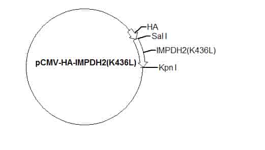 pCMV-HA-IMPDH2(K436L) Plasmid