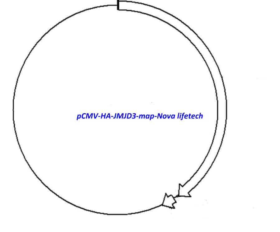 pCMV-HA-JMJD3 Plasmid - Click Image to Close