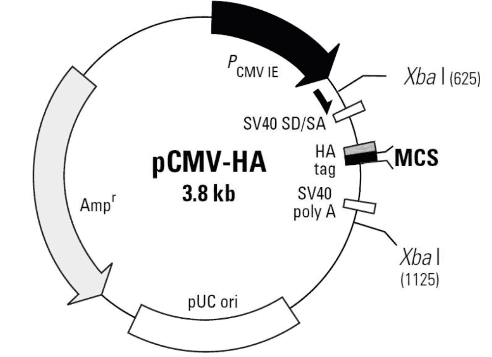 pCMV-HA - Click Image to Close