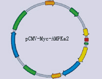 pCMV-Myc-AMPKa2 - Click Image to Close