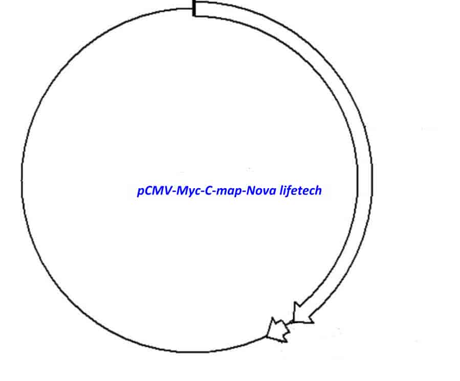 pCMV- Myc- C - Click Image to Close