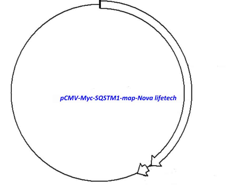 pCMV- Myc- SQSTM1 - Click Image to Close