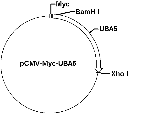 pCMV-Myc-UBA5 Plasmid - Click Image to Close