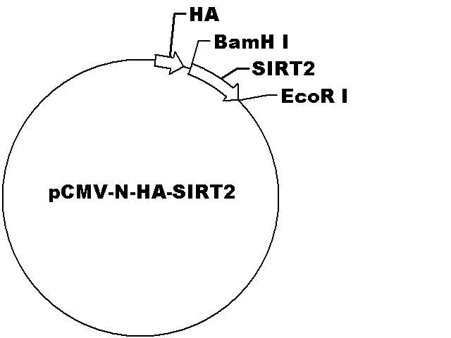 pCMV-N-HA-SIRT2 Plasmid