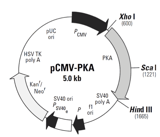 pCMV- PKA