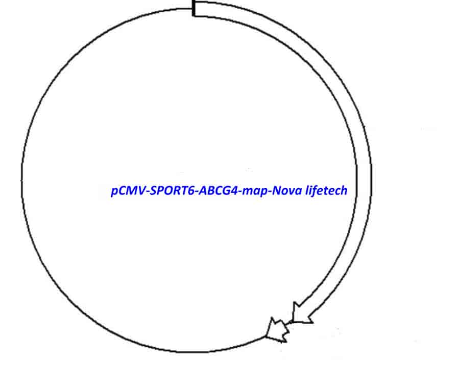 pCMV-SPORT6-ABCG4 Plasmid - Click Image to Close