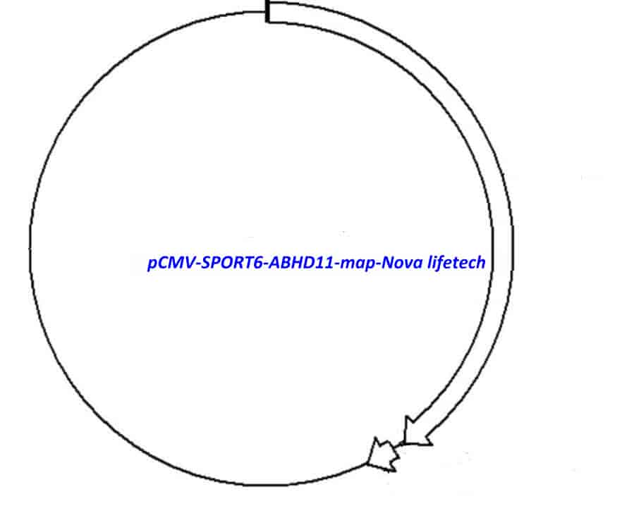 pCMV-SPORT6-ABHD11 - Click Image to Close