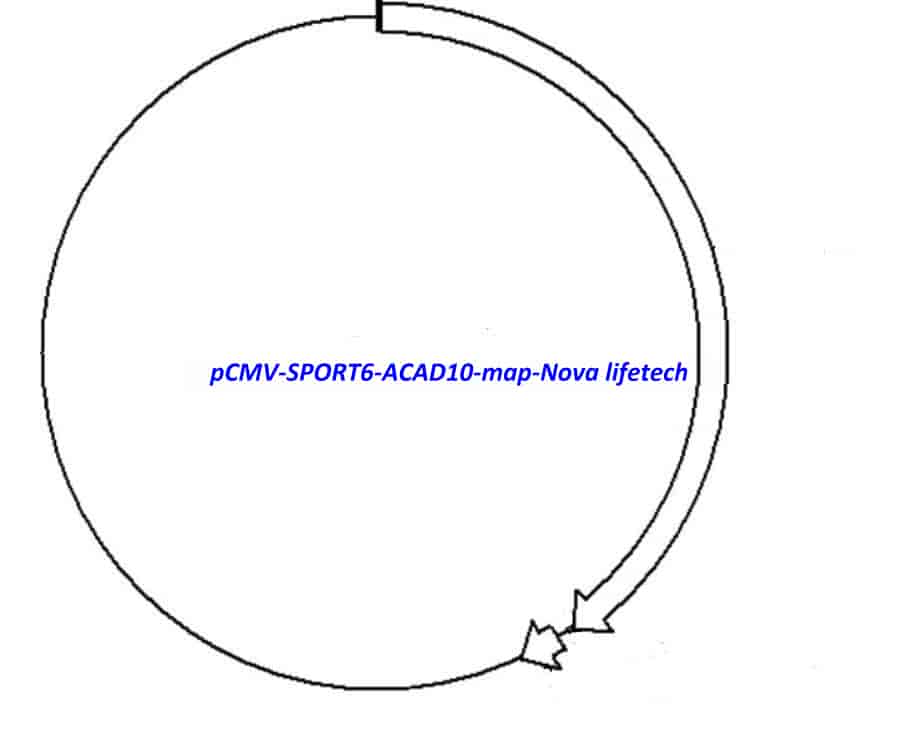 pCMV-SPORT6-ACAD10 - Click Image to Close