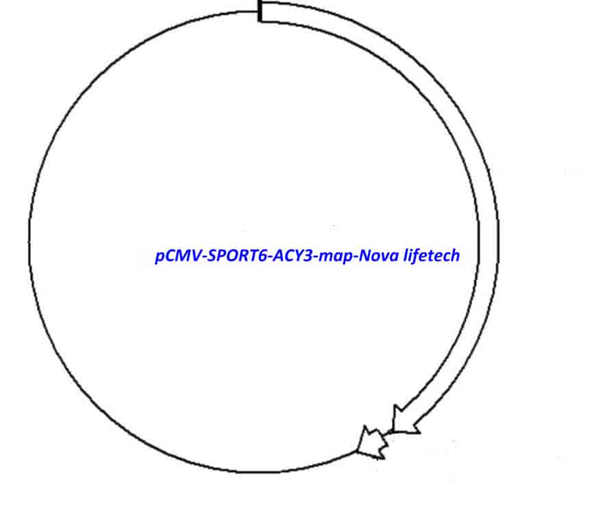 pCMV-SPORT6-ACY3 - Click Image to Close