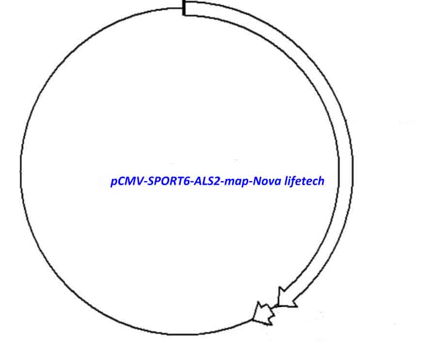 pCMV-SPORT6-ALS2 Plasmid - Click Image to Close