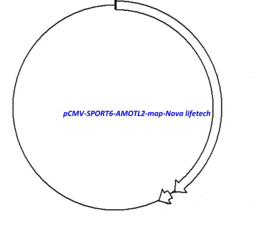 pCMV-SPORT6-AMOTL2 - Click Image to Close