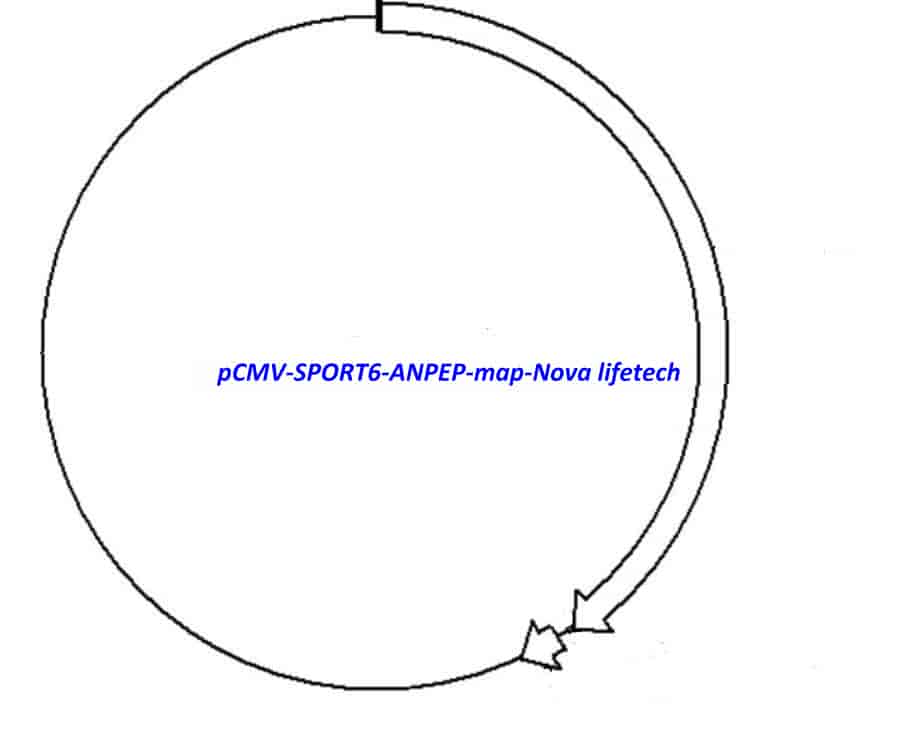 pCMV-SPORT6-ANPEP Plasmid - Click Image to Close