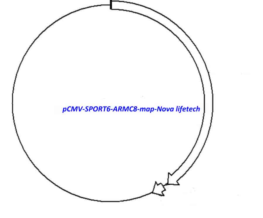 pCMV-SPORT6-ARMC8 - Click Image to Close