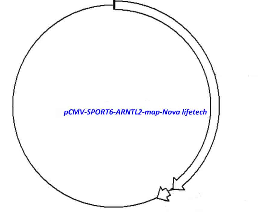 pCMV-SPORT6-ARNTL2 - Click Image to Close