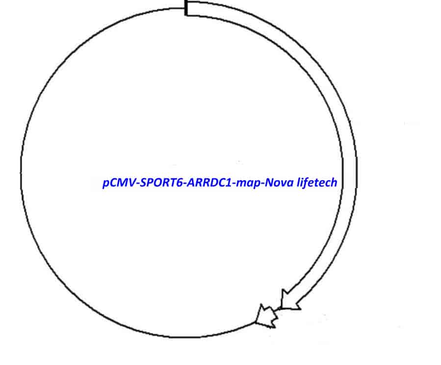 pCMV-SPORT6-ARRDC1 Plasmid - Click Image to Close