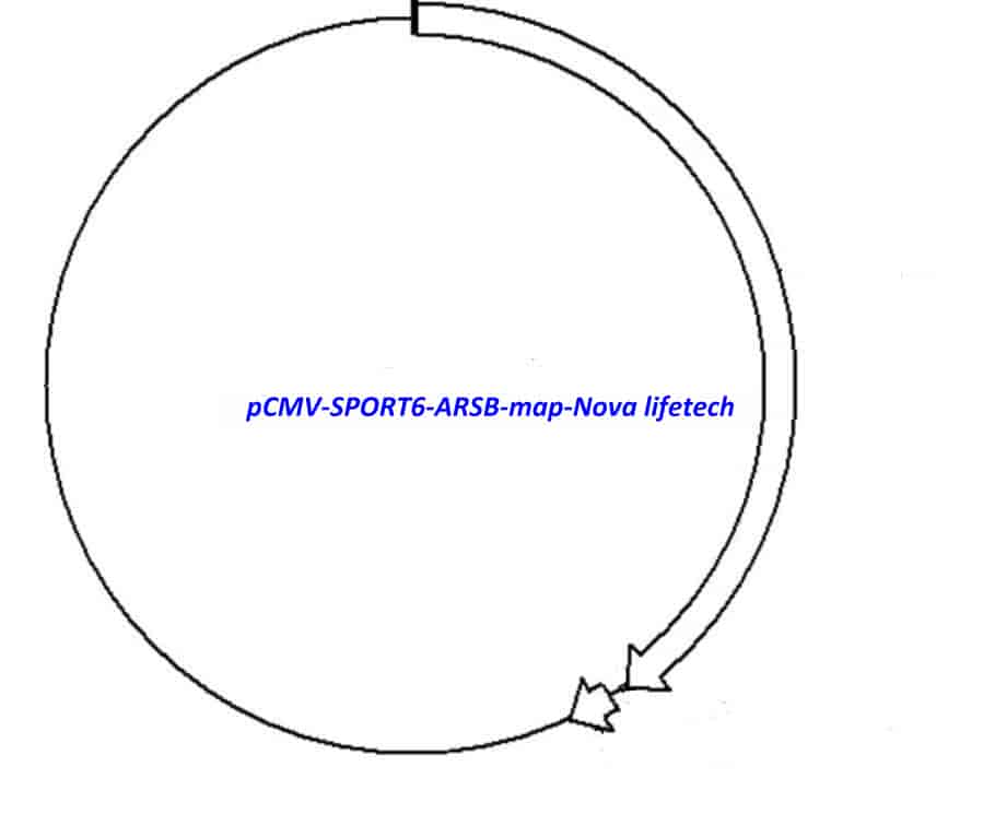 pCMV-SPORT6-ARSB Plasmid - Click Image to Close