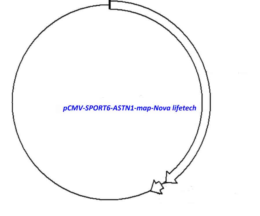 pCMV-SPORT6-ASTN1 Plasmid - Click Image to Close