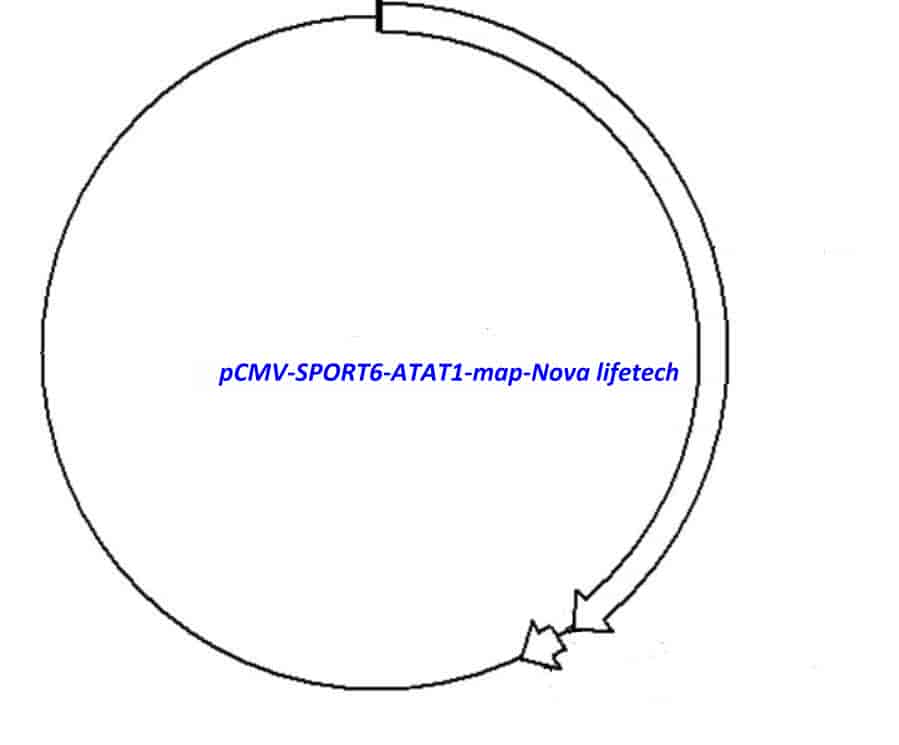 pCMV-SPORT6-ATAT1 Plasmid - Click Image to Close
